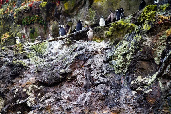 Pingüinos Magallánicos Spheniscus Magellanicus Área Protegida Monumento Nacional Islotes Punihuil — Foto de Stock