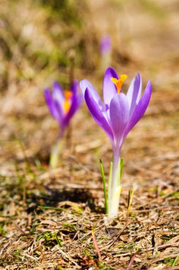 Polonya Beskidy dağlarında bir dağ çayırında Crocus çiçekleri
