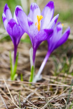 Polonya Beskidy dağlarında bir dağ çayırında Crocus çiçekleri