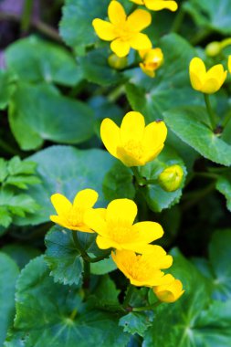 Bataklıkta Marigold (Caltha palustris)
