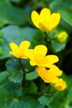 Bataklıkta Marigold (Caltha palustris)