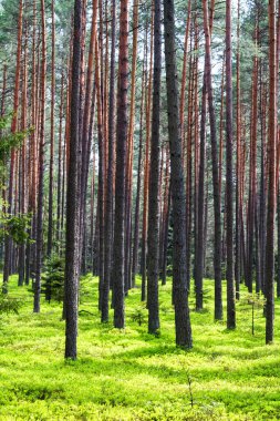 Roztocze 'deki bahar çam ormanı (Roztochia), Roztoczanski Park Narodowy (Roztocze Ulusal Parkı), Polonya