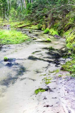 Szumy na Tanwi (Cascades on Tanew River) Roztocze (Roztochia), Roztoczanski Park Narodowy (Roztocze Ulusal Parkı), Polonya