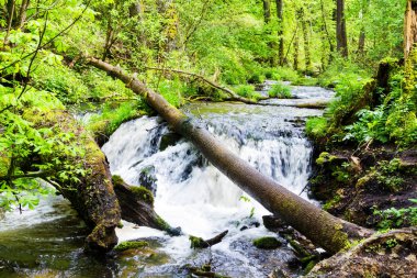 Szumy na Tanwi (Cascades on Tanew River) Roztocze (Roztochia), Roztoczanski Park Narodowy (Roztocze Ulusal Parkı), Polonya