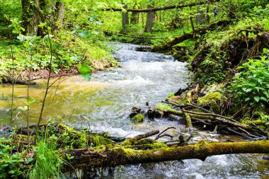 Szumy na Tanwi (Cascades on Tanew River) Roztocze (Roztochia), Roztoczanski Park Narodowy (Roztocze Ulusal Parkı), Polonya