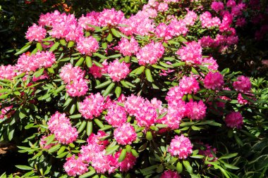 Bahçede Rhododendron ve açelya. Kapat ve yumuşak odaklan.