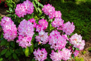Bahçede Rhododendron ve açelya. Kapat ve yumuşak odaklan.