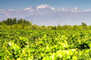 Üzüm bağları. Volkan Aconcagua Cordillera. Andes sıradağları, Maipu, Arjantin 'in Mendoza ili.