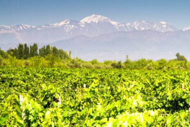 Üzüm bağları. Volkan Aconcagua Cordillera. Andes sıradağları, Maipu, Arjantin 'in Mendoza ili.
