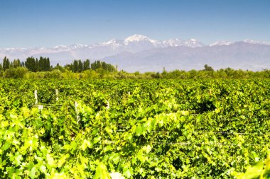 Üzüm bağları. Volkan Aconcagua Cordillera. Andes sıradağları, Maipu, Arjantin 'in Mendoza ili.