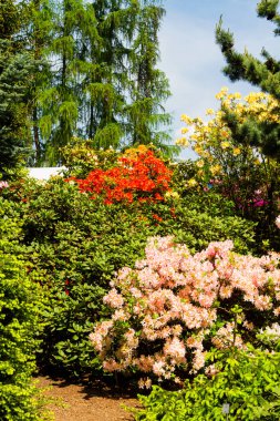Bahçede Rhododendron ve açelya. Kapat ve yumuşak odaklan.
