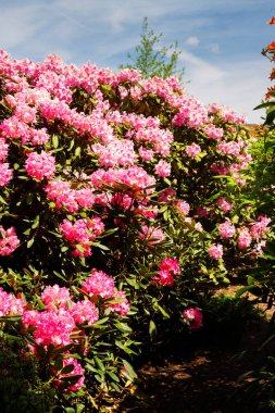 Bahçede Rhododendron ve açelya. Kapat ve yumuşak odaklan.