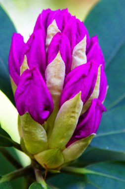 Bahçede Rhododendron ve açelya. Kapat ve yumuşak odaklan.