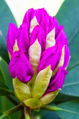 Bahçede Rhododendron ve açelya. Kapat ve yumuşak odaklan.