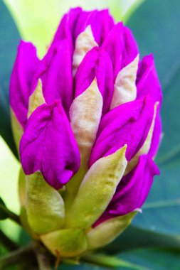 Bahçede Rhododendron ve açelya. Kapat ve yumuşak odaklan.