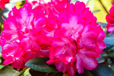 Bahçede Rhododendron ve açelya. Kapat ve yumuşak odaklan.