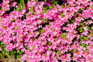 Bahçede Rhododendron ve açelya. Kapat ve yumuşak odaklan.