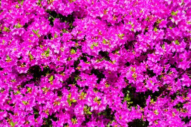 Bahçede Rhododendron ve açelya. Kapat ve yumuşak odaklan.