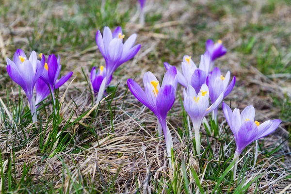 Crocus Flowers Mountain Field Beskidy Mountains Lengyelország — Stock Fotó