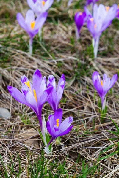 Крокус Цветы Горном Лугу Горах Бескиды Польша — стоковое фото