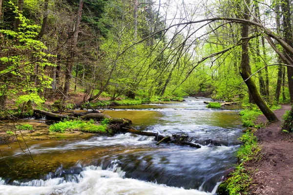 Szumy Tanwi Cascades Sur Rivière Tanew Roztocze Roztochia Parc Roztoczanski — Photo