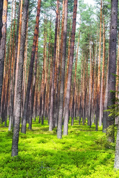 Floresta Pinheiros Primavera Roztocze Roztochia Parque Roztoczanski Narodowy Parque Nacional — Fotografia de Stock