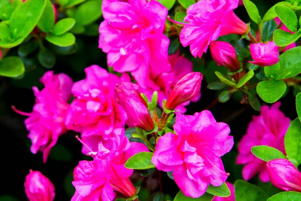 Rhododendron Azalée Dans Jardin Gros Plan Mise Point — Photo