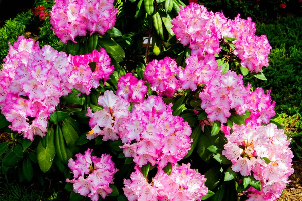 Rhododendron Azalea Jardín Primer Plano Enfoque Suave — Foto de Stock
