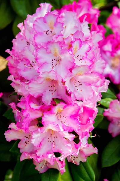 Rhododendron Und Azalee Garten Nahaufnahme Und Weicher Fokus — Stockfoto