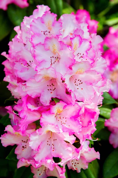 Rhododendron Und Azalee Garten Nahaufnahme Und Weicher Fokus — Stockfoto