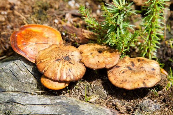 Een Woud Scene Van Paddestoelen — Stockfoto