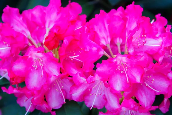 Rhododendron Azálea Jardim Fechar Foco Suave — Fotografia de Stock