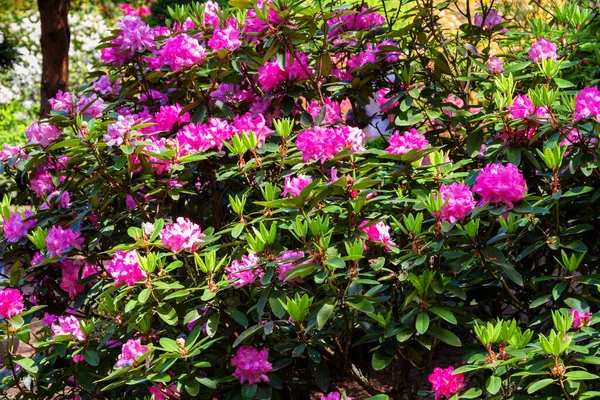 Rododendron Azalka Zahradě Zavřít Měkké Zaostření — Stock fotografie