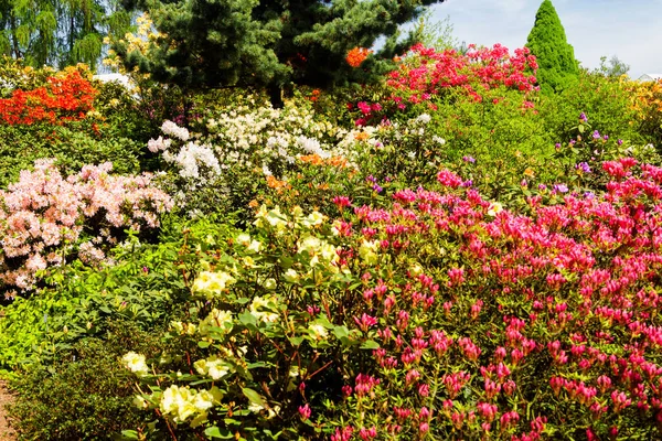 Rhododendron Azalea Jardín Primer Plano Enfoque Suave — Foto de Stock