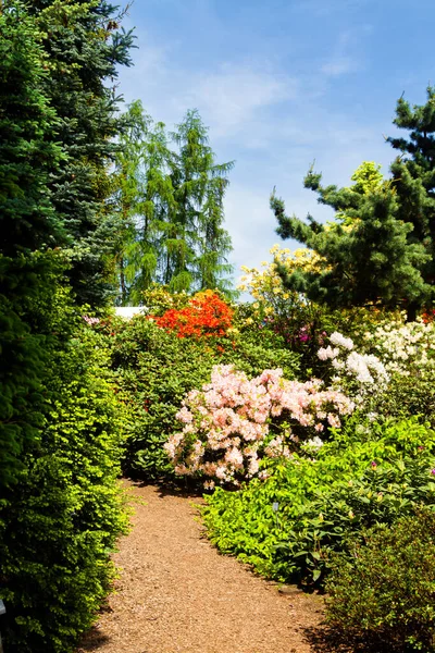 Rhododendron Azalea Jardín Primer Plano Enfoque Suave —  Fotos de Stock