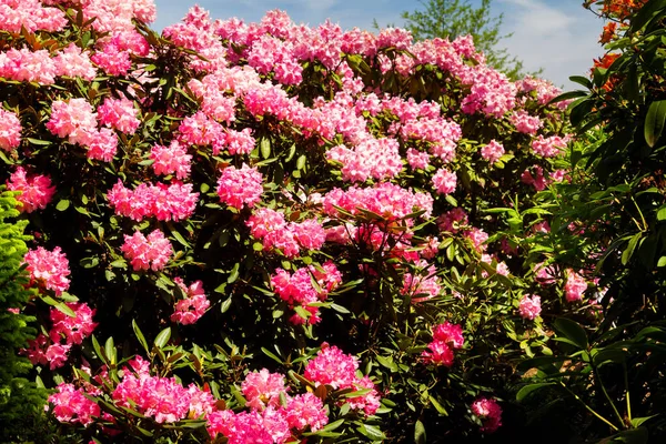 Rododendron Azalia Ogrodzie Zbliżenie Miękkie Skupienie — Zdjęcie stockowe