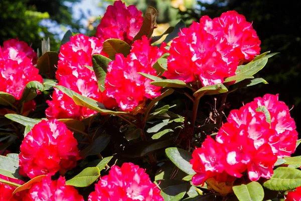 Rododendro Azalea Giardino Close Soft Focus — Foto Stock