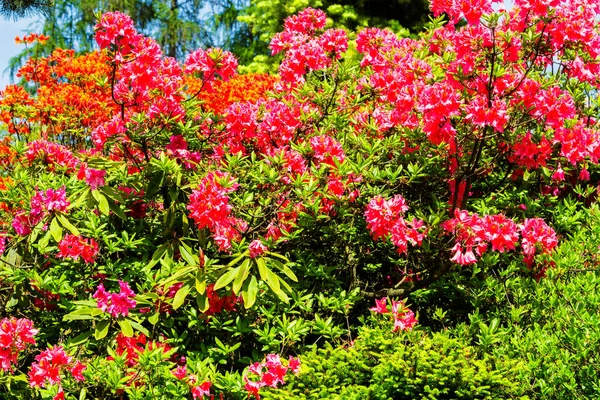 Rododendro Azalea Giardino Close Soft Focus — Foto Stock