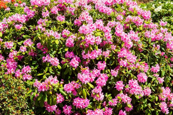 Bahçede Rhododendron Açelya Kapat Yumuşak Odaklan — Stok fotoğraf
