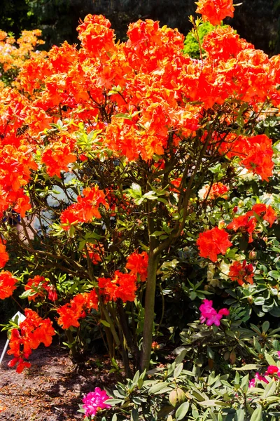 Bahçede Rhododendron Açelya Kapat Yumuşak Odaklan — Stok fotoğraf