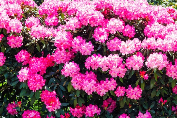 Bahçede Rhododendron Açelya Kapat Yumuşak Odaklan — Stok fotoğraf