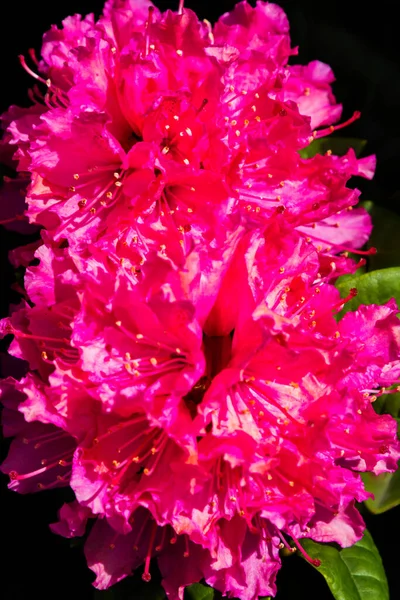 Rhododendron Azalea Garden Close Soft Focus — Stock Photo, Image