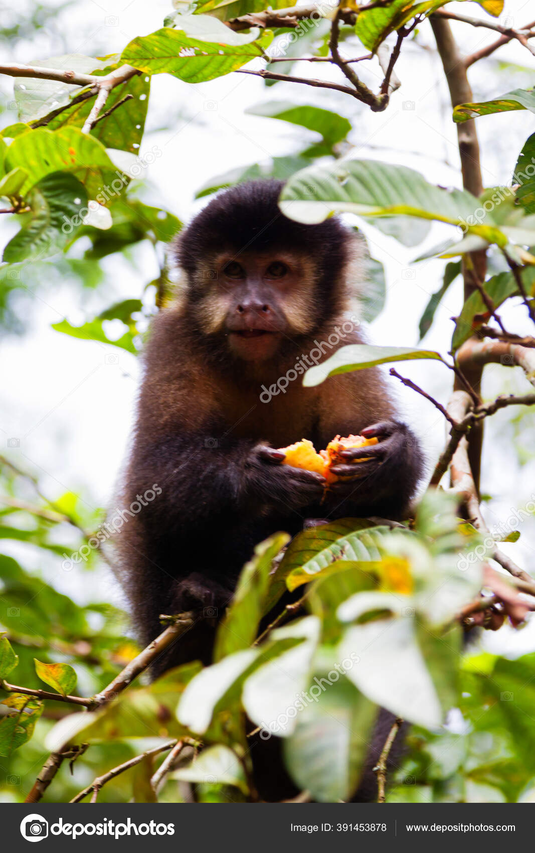 Cappuchin Monkey Iguazu Falls Argentina Stock Photo by ©kefirm 391453878