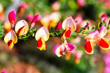 Bahçede Rhododendron ve açelya. Kapat ve yumuşak odaklan.