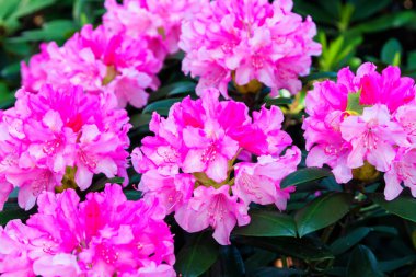 Bahçede Rhododendron ve açelya. Kapat ve yumuşak odaklan.