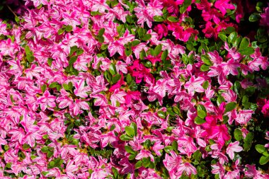 Bahçede Rhododendron ve açelya. Kapat ve yumuşak odaklan.