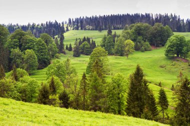 Dağlar manzaralı. Beskid Sadecki dağlarındaki çayırların ve ormanların manzarası. Karpat Dağları manzarası, Polonya. Arka planda Lomnica Zdroj köyü