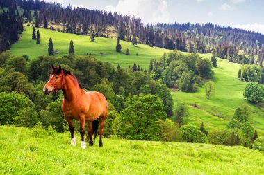 Baharda yağmurdan sonra güzel bir dağ manzarası ve ön planda otlayan bir at. Pieniny Dağları, Polonya