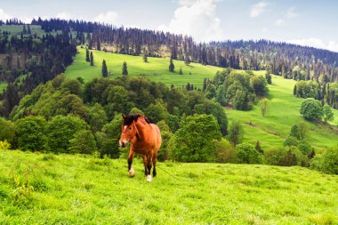 Baharda yağmurdan sonra güzel bir dağ manzarası ve ön planda otlayan bir at. Pieniny Dağları, Polonya