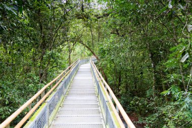 Arjantin, Iguazu Şelalesi 'ne giden tahta tahta yürüyüş.